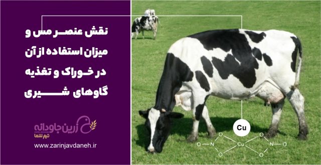 نقش عنصر مس در تغذیه گاو شیری
