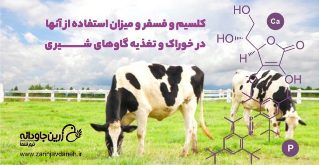کلسیم و فسفر