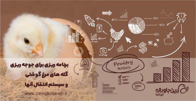 برنامه ریزی برای جوجه ریزی