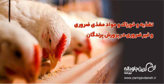 تغذیه و خوراک طیور