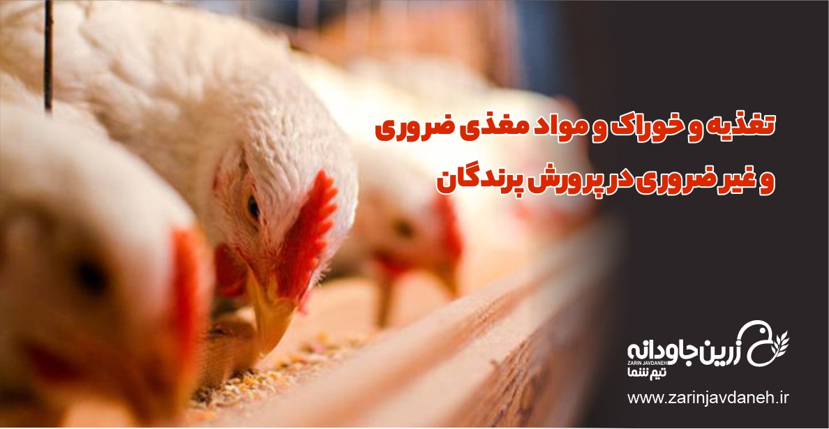 تغذیه و خوراک طیور