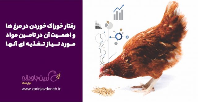 رفتار خوراک مرغ ها