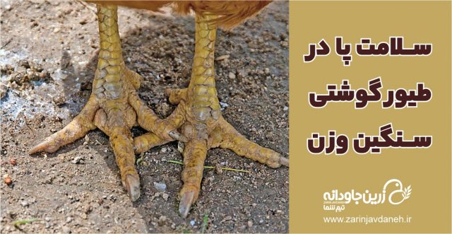 سلامت پا در طیور گوشتی سنگین وزن