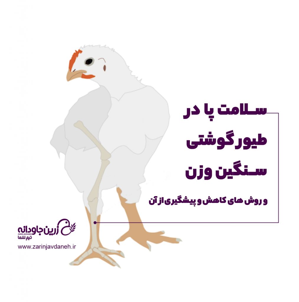 سلامت پا در طیور گوشتی و راه های درمان و پیشگیری