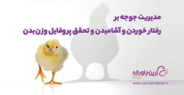 مدیریت جوجه
