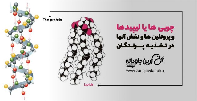 چربی ها یا لیپیدها و پروتئین هاتغذیه