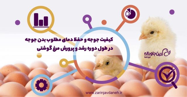 کیفیت جوجه