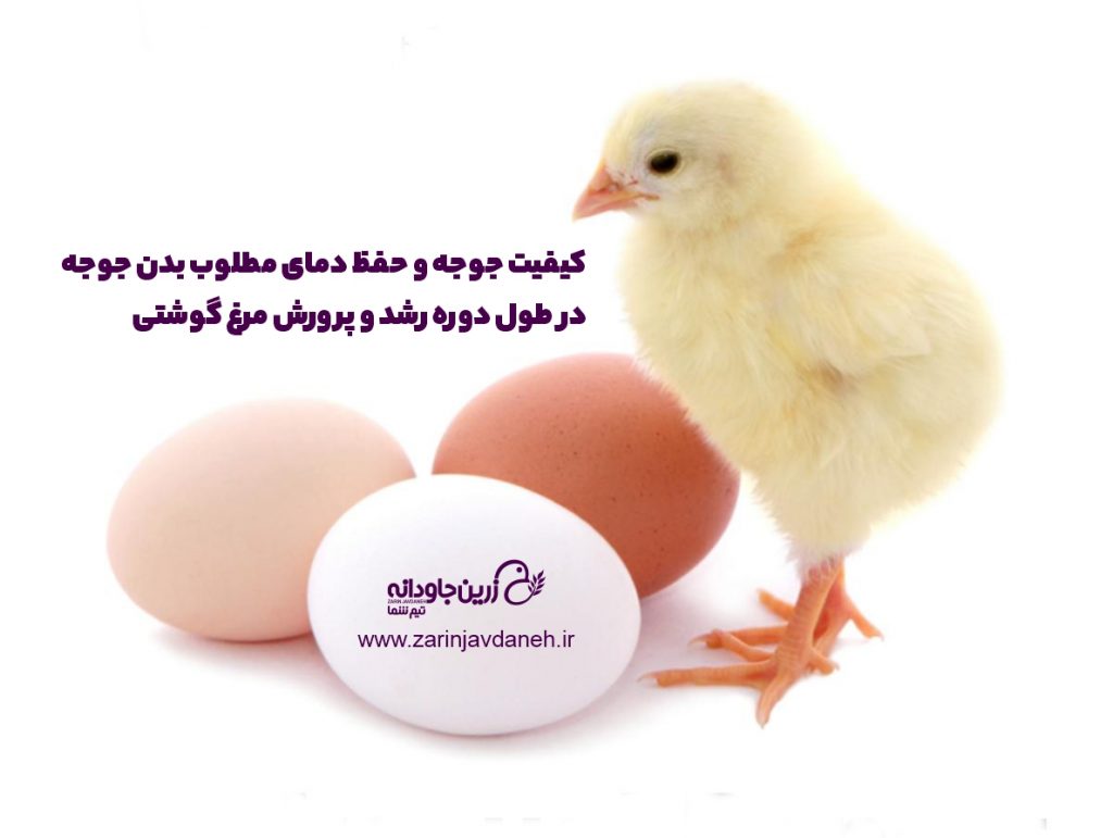 کیفیت جوجه و حفظ دمای مطلوب بدن