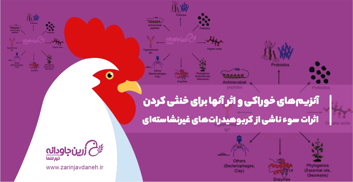 آنزیم‌های خوراکی
