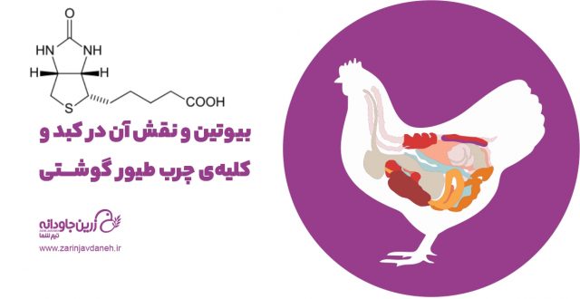 بیوتین و نقش آن در کبد و کلیه‌ی چرب