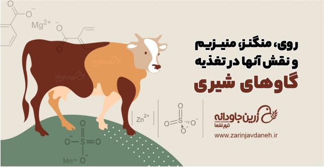 روی، منگنز، منیزیم و نقش آنها در تغذیه گاوهای شیری