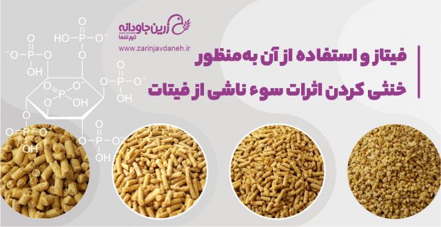 فیتاز