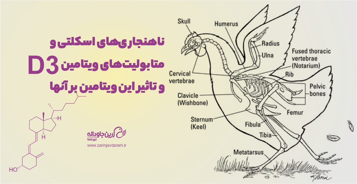 ناهنجاری‌های اسکلتی و متابولیت‌های ویتامین D3