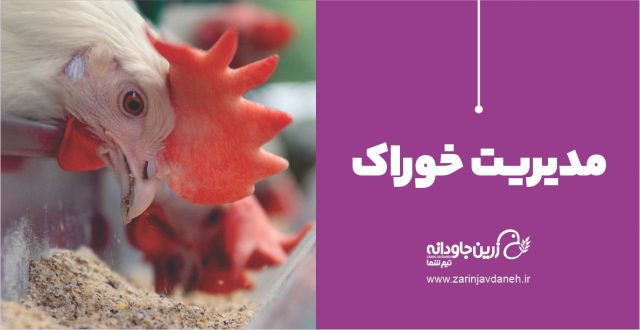 مدیریت خوراک
