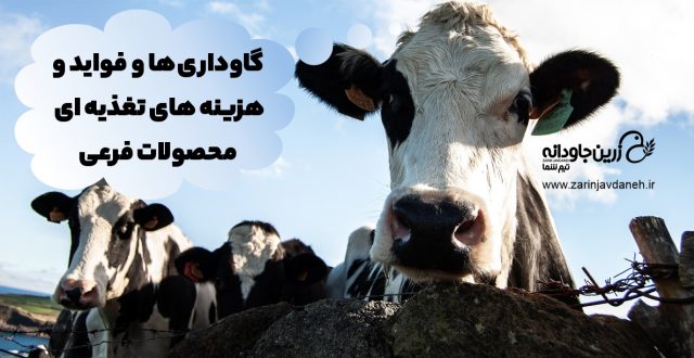 گاوداری ها و فواید و هزینه های تغذیه ای