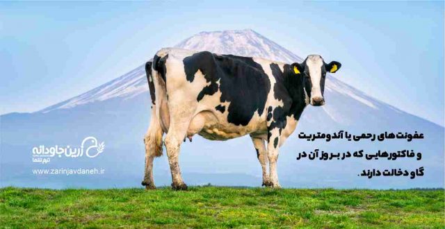 عفونت های رحمی