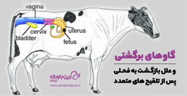 گاوهای برگشتی