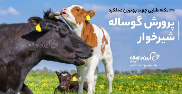 پرورش گوساله شیرخوار