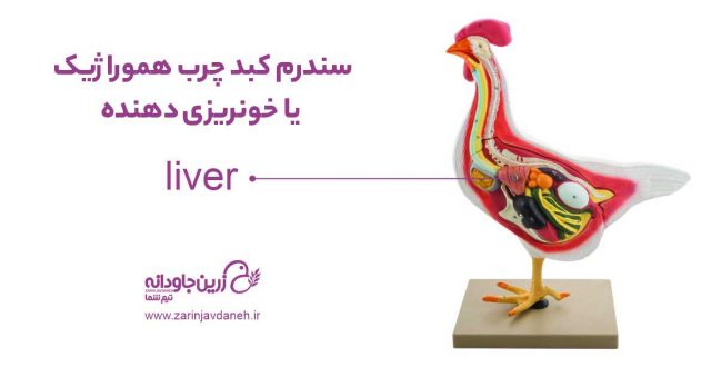 سندرم کبد چرب طیور