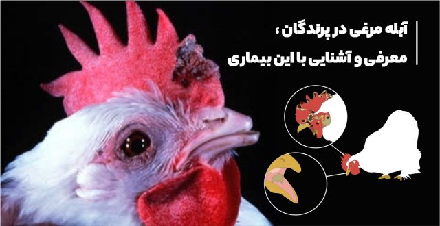 آبله مرغی در پرندگان