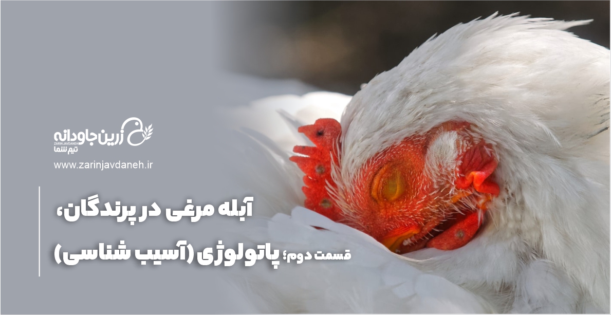 آبله مرغی در پرندگان