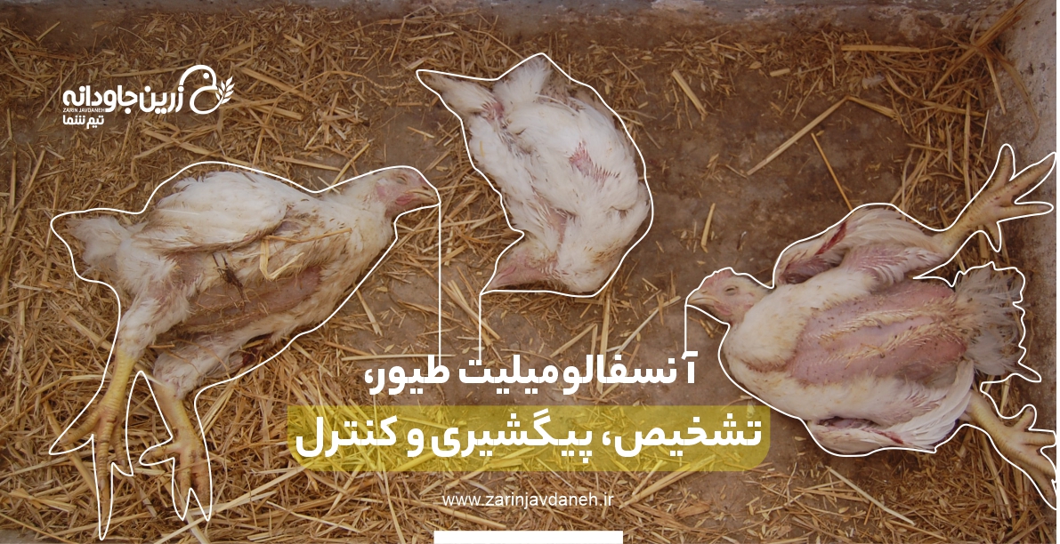 آنسفالومیلیت طیور