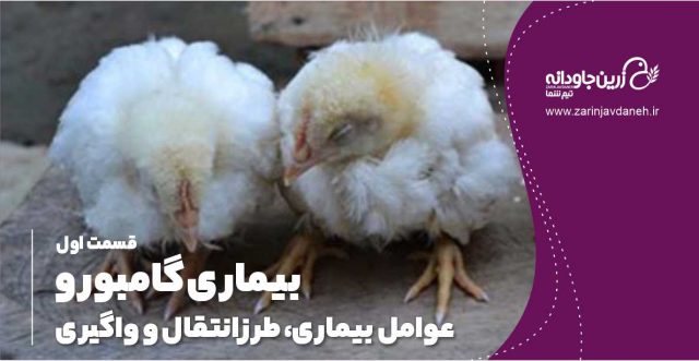 بیماری گامبورو