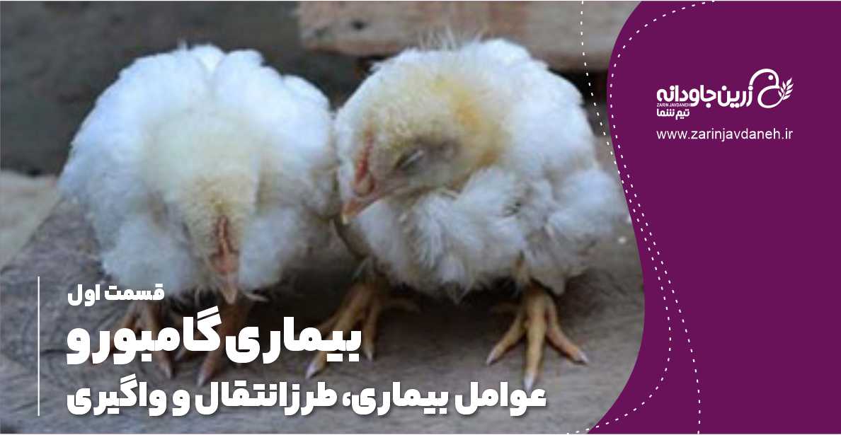 بیماری گامبورو