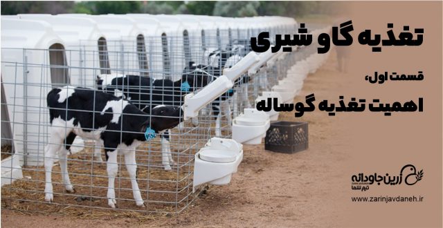 تغذیه گاو شیری