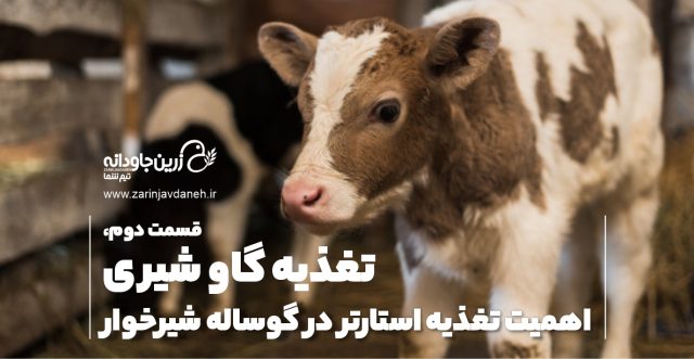 تغذیه گاو شیری