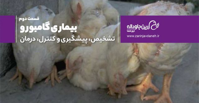 بیماری گامبورو