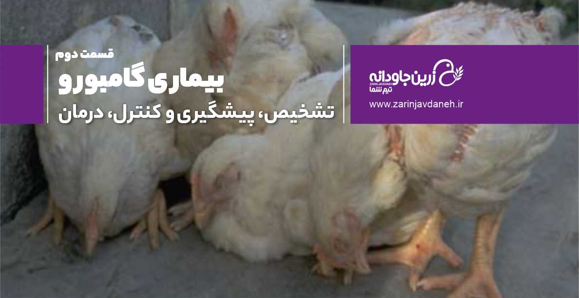 بیماری گامبورو