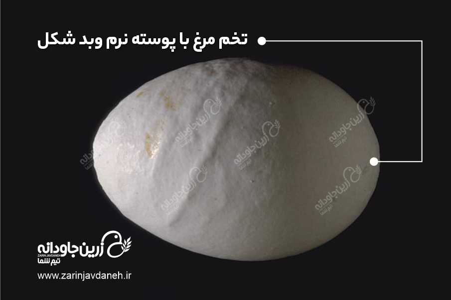برونشیت عفونی، تخم مرغ