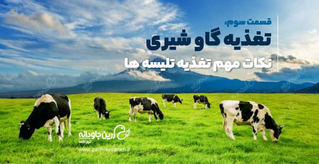 تغذیه گاو شیری