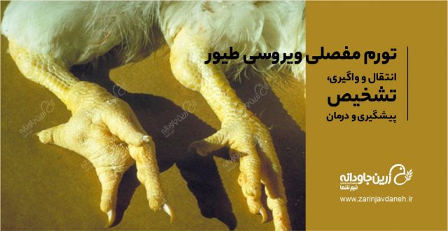 تورم مفصلی ویروسی طیور