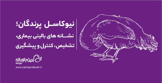 نیوکاسل