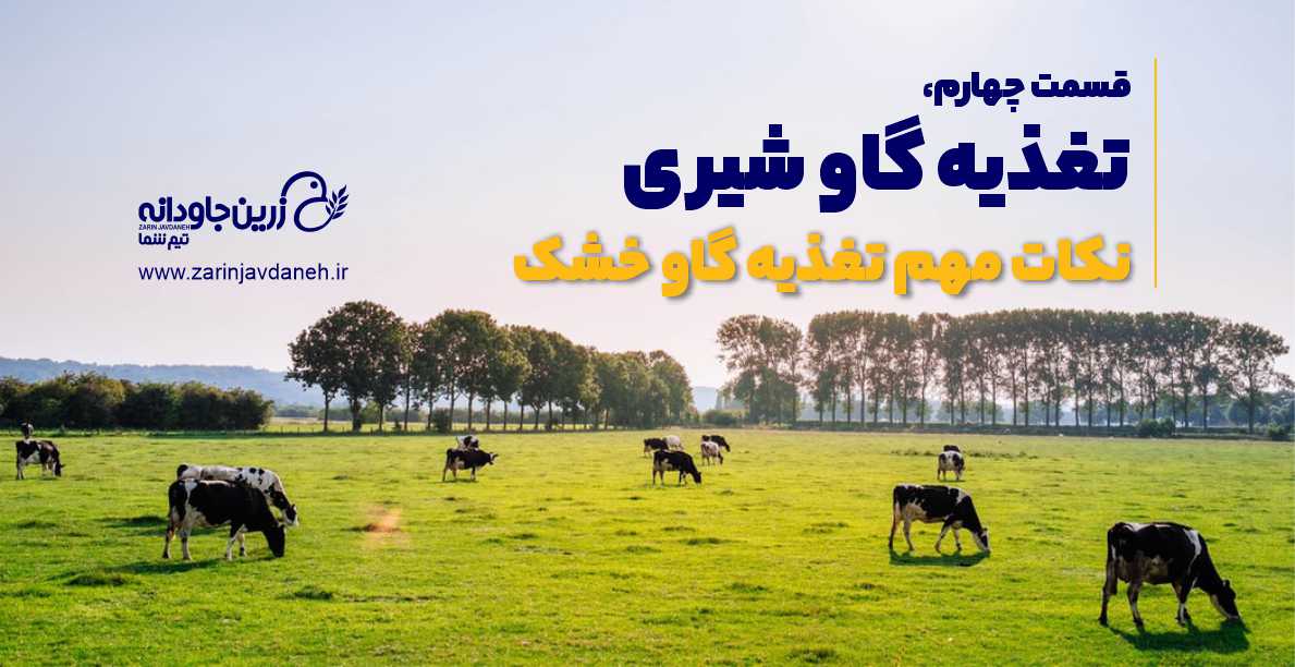 تغذیه گاو شیری