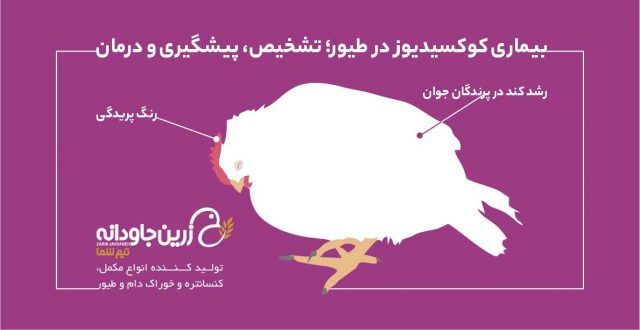 بیماری کوکسیدیوز