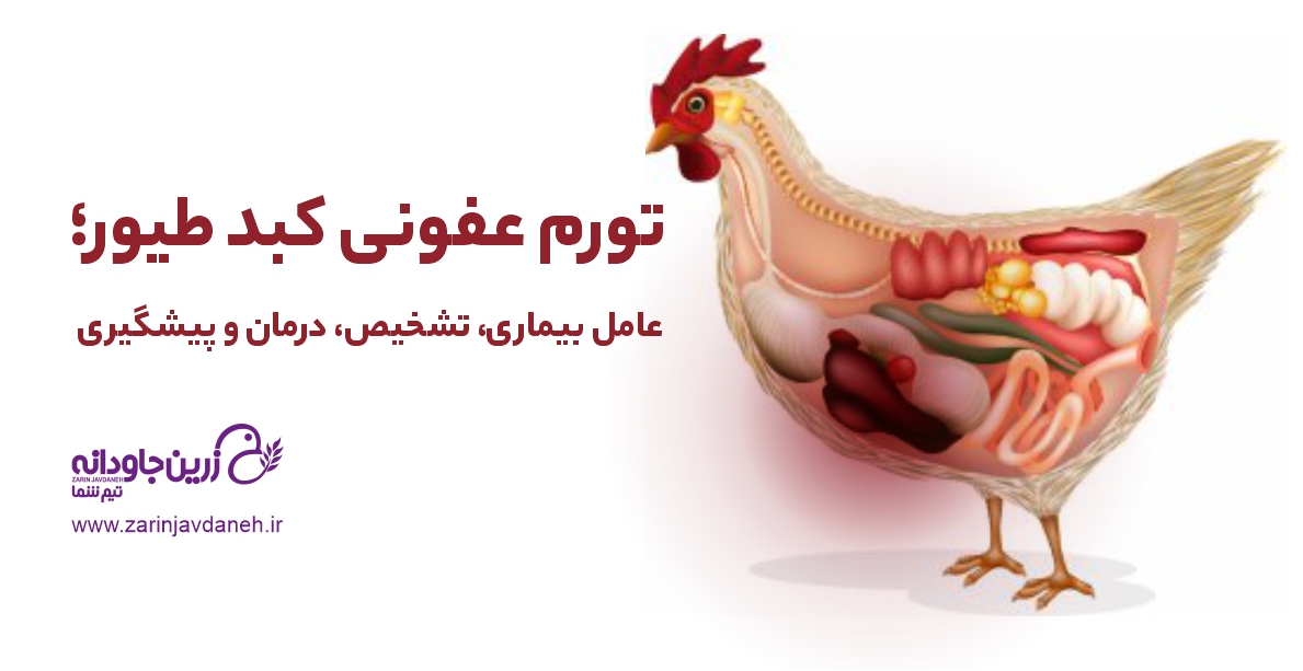 تورم عفونی کبد طیور