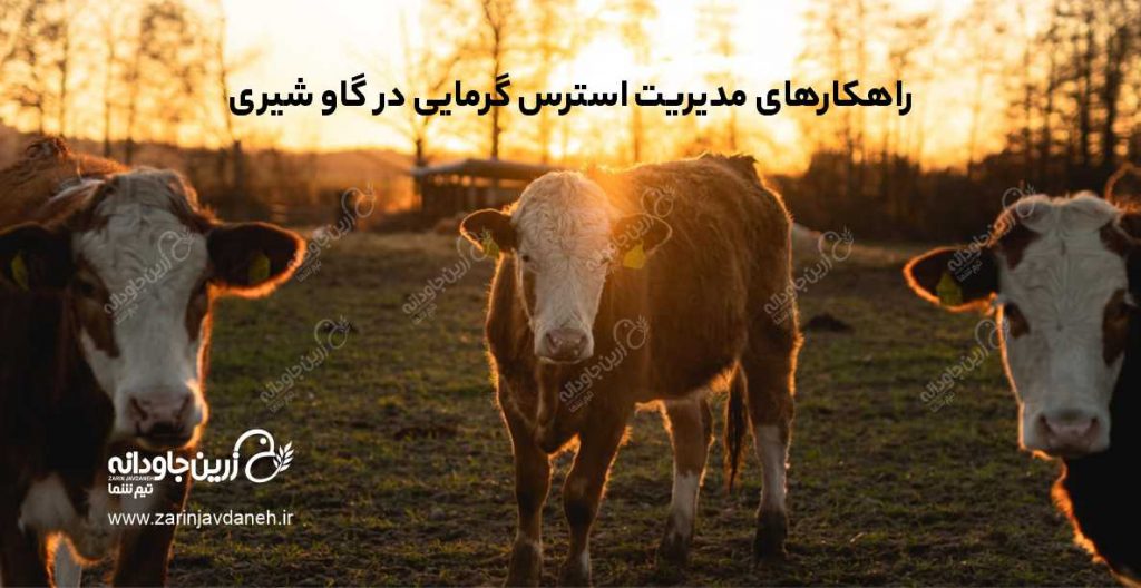استرس گرمایی در گاو شیری
