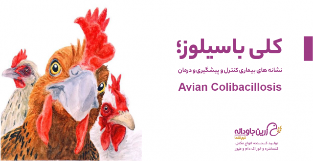 کلی باسیلوز