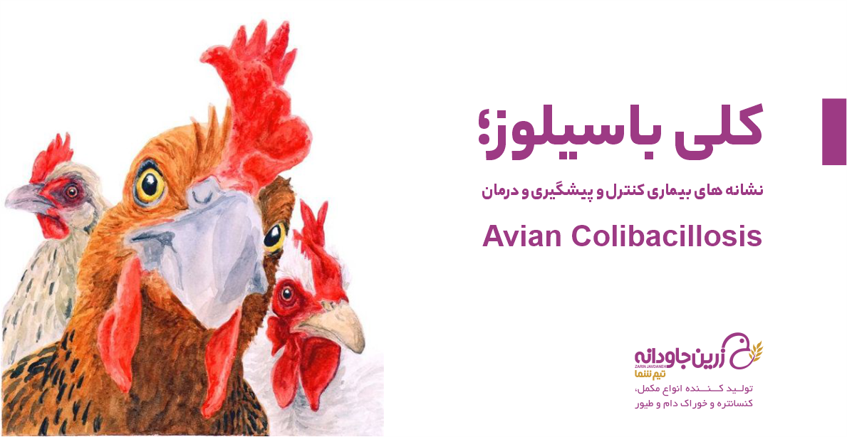 کلی باسیلوز