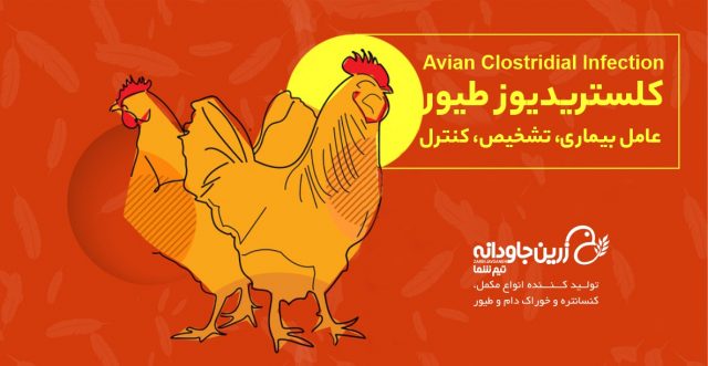 کلستریدیوز طیور