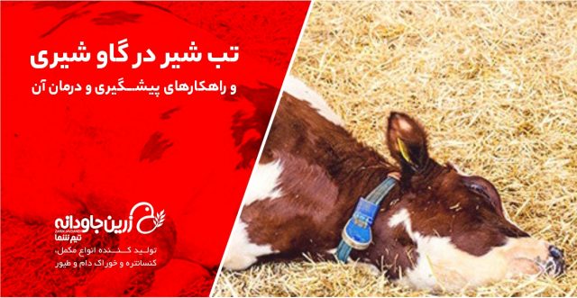 تب شیر در گاو شیری