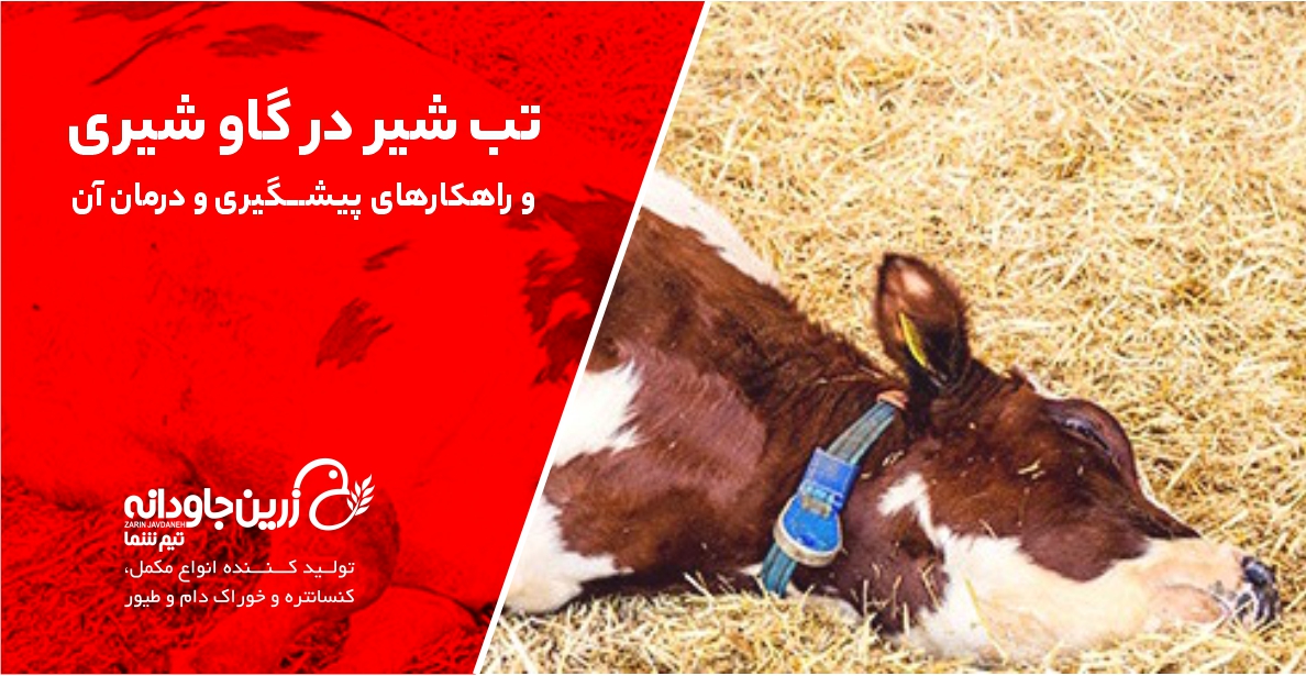 تب شیر در گاو شیری
