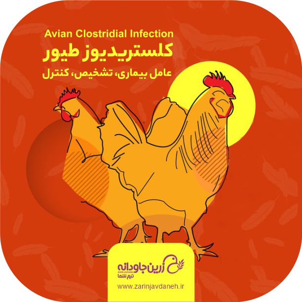 کلستریدیوز طیور