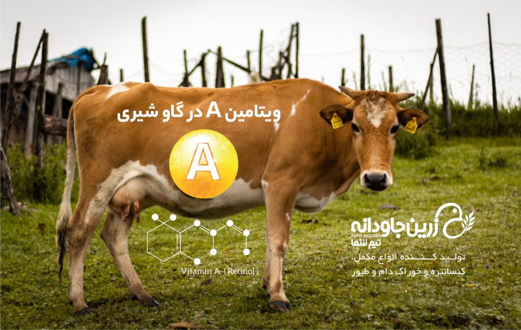 ویتامین آ A در گاو شیری