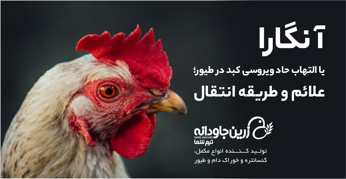 آنگارا