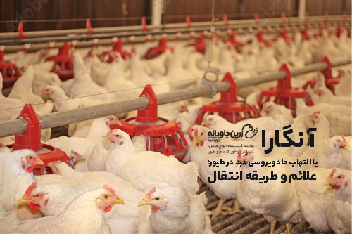 آنگارا