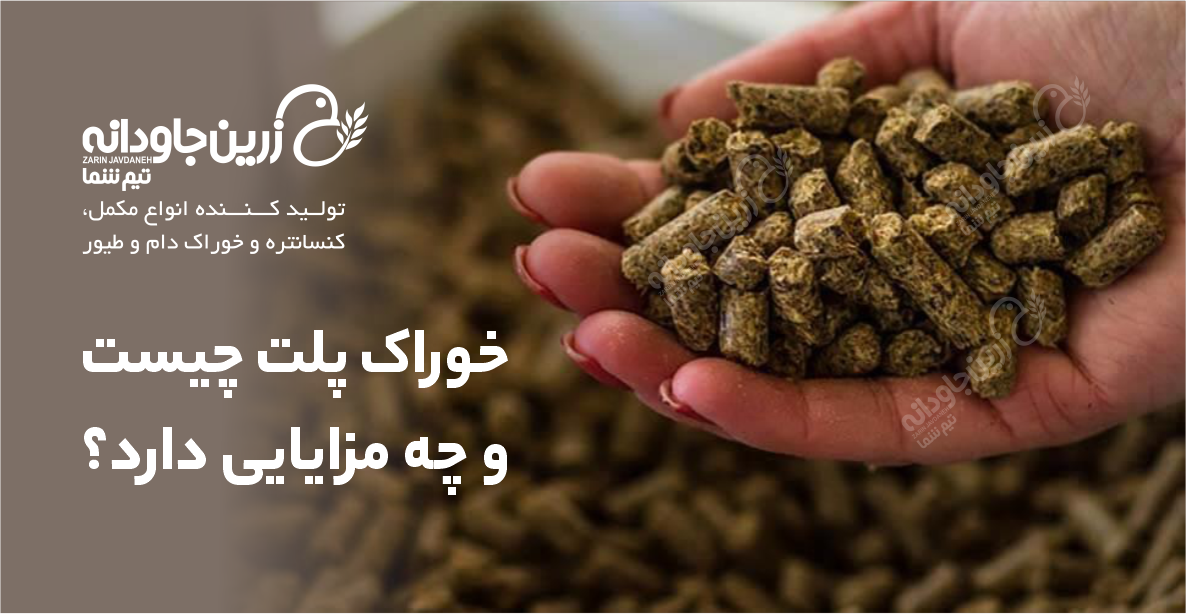 خوراک دام